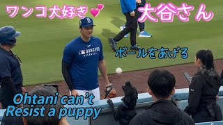 ワンコが好きすぎる大谷さん🐶❤️ボールをあげる⚾️エンゼルスウォードとの再会も☺️✨
