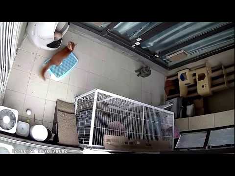 Cats come to the rescue of their friend