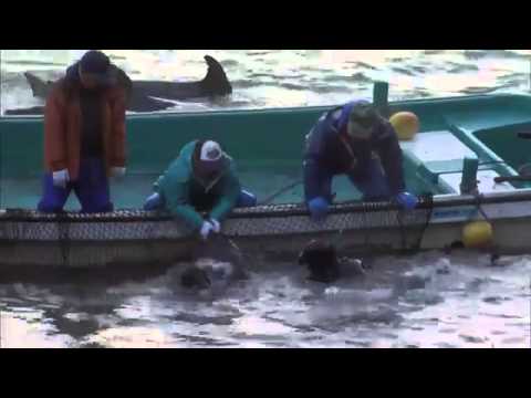 Baby Dolphins Hunted & Slaughtered In Taiji, Japan
