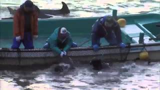 Baby Dolphins Hunted & Slaughtered In Taiji, Japan