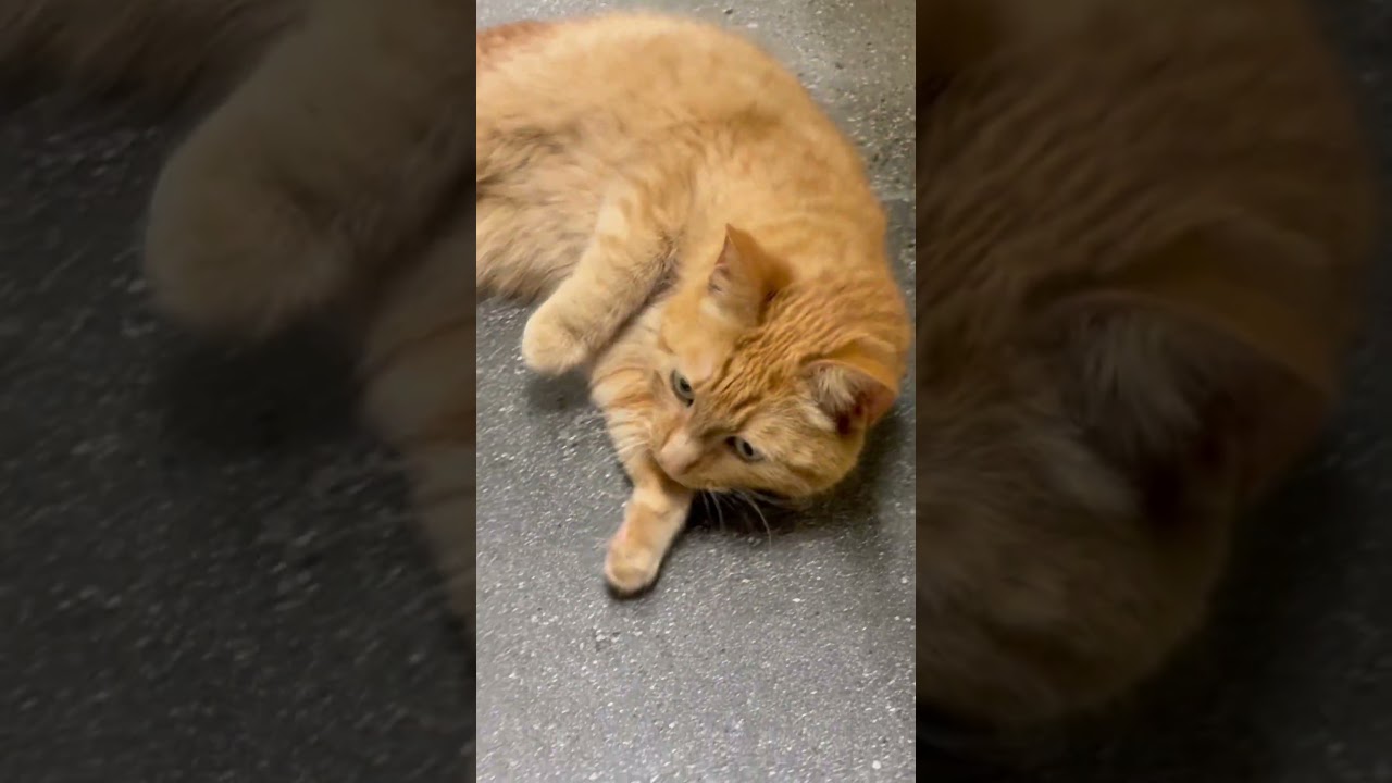 Peaches, an adopted Tabby in Los Angeles, CA video 6/6