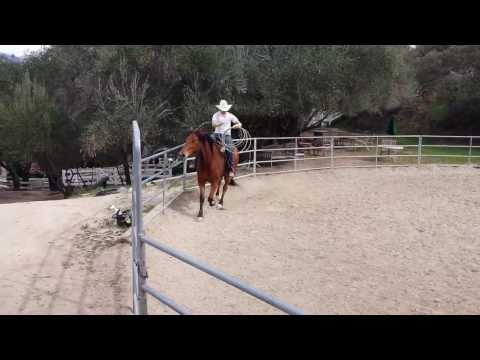 Teaching horse leg ques