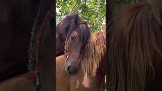 Download lagu Bd face mp3