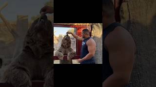 bitelo assustou o urso com o seu tamanho!