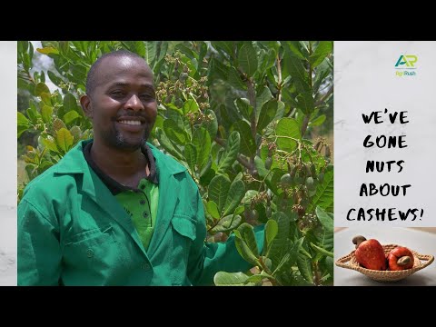 Idle land in dry & hot areas? Go nuts and try Cashew-nut Farming!