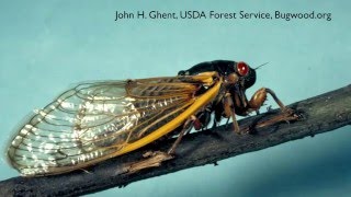 How to Get Rid of Cicadas - DIY Pest Control