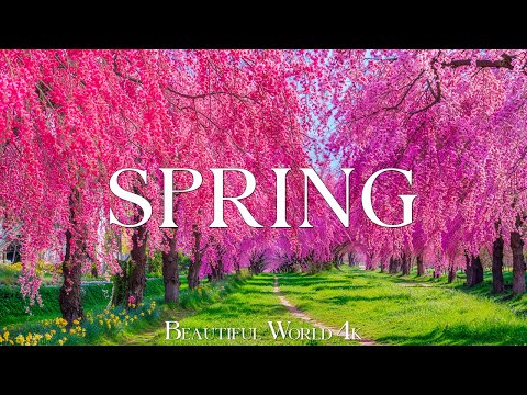 Spring Blossom 4K – Gentle Whisper Of Petals In The Arms Of Spring – Piano Music