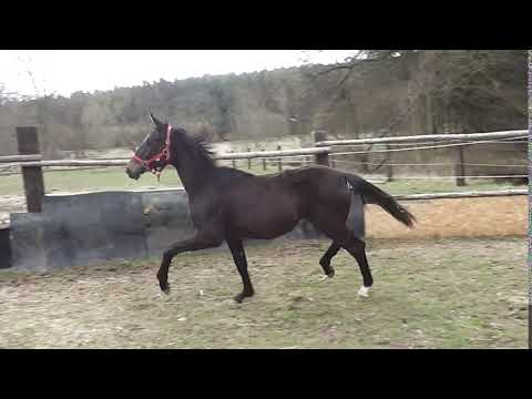 Na prodej - klisna *2018 po Quando Unico x Londonerry x Sandro