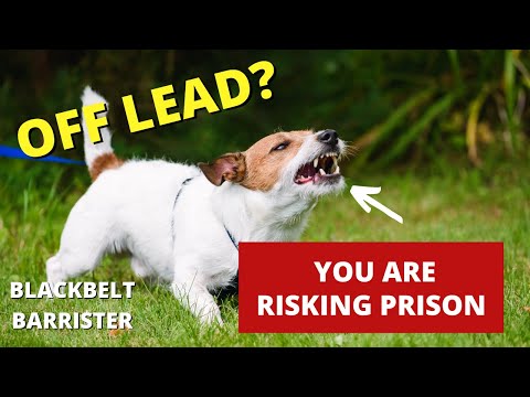 Your Dog Off Lead? Please watch this ...