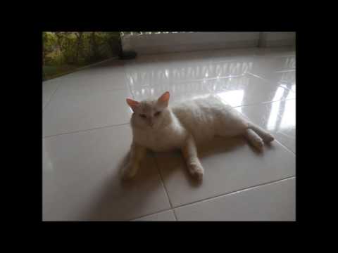 Mažas baltas katinėlis