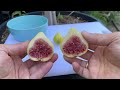 First time harvested my panache fig taste and test