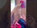 How A Rooster Tries To Wake Up Its Owner