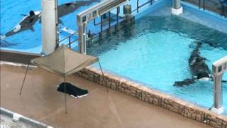 Common Myths about Dolphin and Whale Captivity