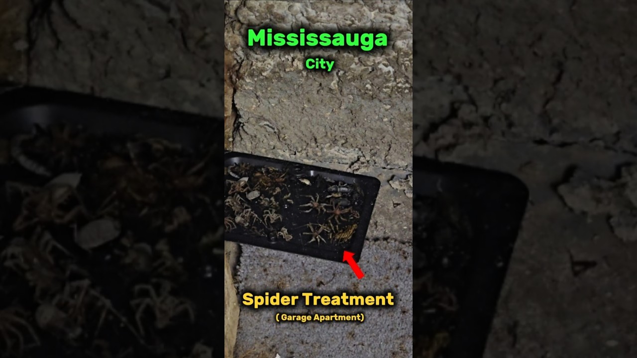 How to Pest-Proof Your Garage Apartment  #pestcontrol #mississauga