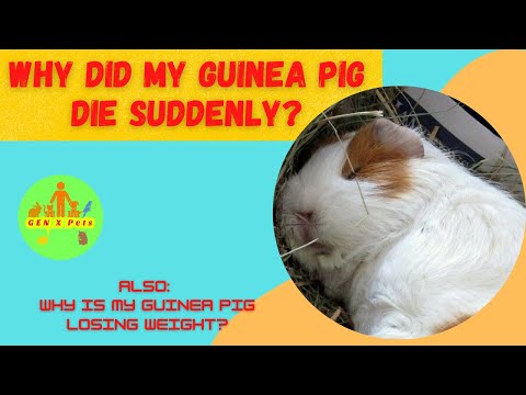 YouTube video about: Can guinea pigs freeze to death?