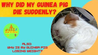 Why did my Guinea Pig die suddenly | What are the signs of a guinea pig dying