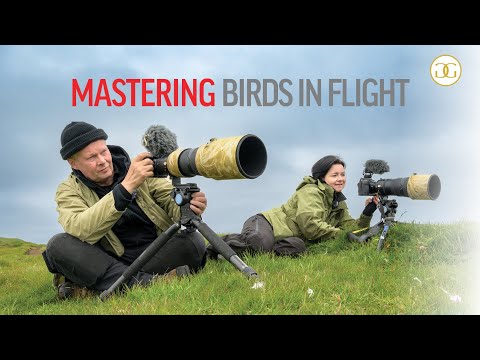 MASTERING BIRDS-IN-FLIGHT PHOTOGRAPHY | tips and tricks to get the shot.