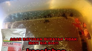 Download lagu Agar Ratusan Burayak Cupang tidak Mati Agar Burayak mau makan Polar Red🙏 mp3 Download lagu Agar Ratusan Burayak Cupang tidak Mati Agar Burayak mau makan Polar Red🙏 mp3