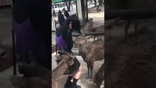 鹿達に餌をねだられる女の子