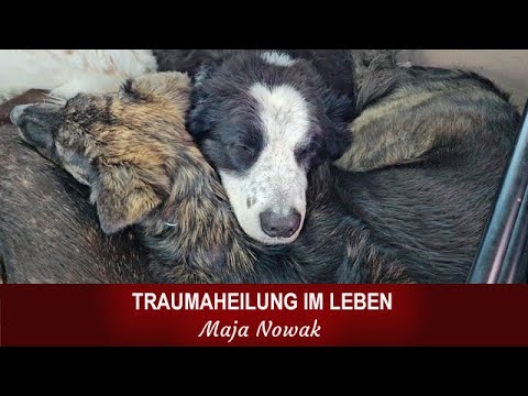 TRAUMAHEILUNG IM LEBEN  (mit Live-Arbeit) - Eine neue Reihe über das Leben - Teil 14