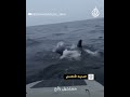 الحيتان تحاصر قارب