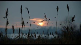 Alcest - Ciel Errant subtitulado al español