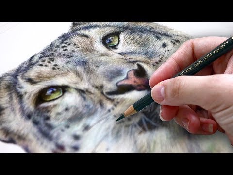 How To Draw SPOTS in FUR with Colored Pencil