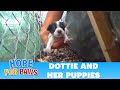 Hope For Paws Homeless Mom Gives Birth To Three Puppies On A College Campus Please Share Puppy