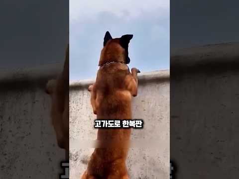 댕댕이가 절벽 아래로 몸을 던진 충격적 이유 #강아지 #애견영상 #천재견