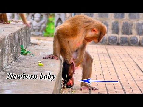Heart br--aking ! New monkey motherhood unable to holding newborn hybrid in proper way