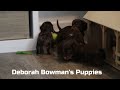 Miniature Dachshund dogs for sale: Felix - Video 1