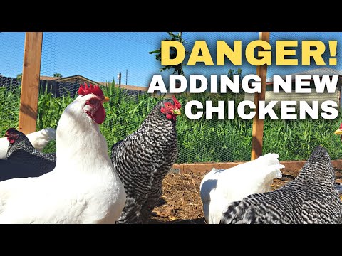 Are My Chickens in Danger? Adding New Chickens to Old Flock