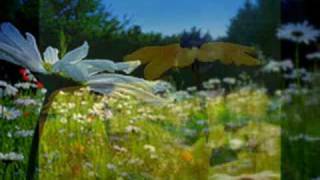 WILDFLOWERS  ~  TOM PETTY AND THE HEARTBREAKERS   ~  FOR CHARISSE  ~  (Lyrics)