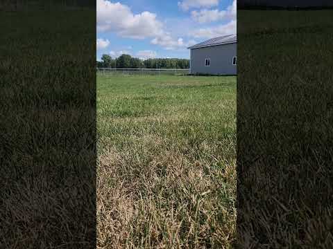 Porter is on the case. As "Portlock Holmes" #bassethound #Doggydetective#cutedog#summerfun #pets