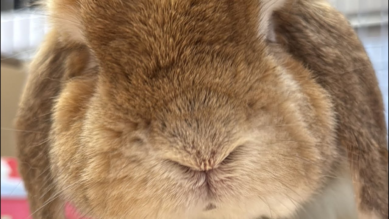祝12歳！うさぎのハッピーさん誕生パーティー🎉