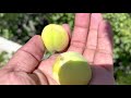 What Do Green Plums Look Like Overview Of Green Plum Fruit Greengage