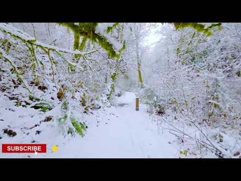 4K Virtual Winter Walk - Walking in a Snow Forest - 3 HRS of Crunching Snow Sound (Funnyvids Asmr)