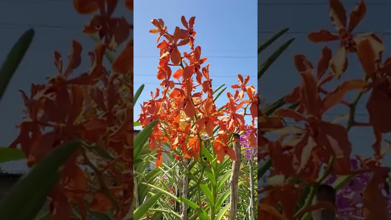 Amazing Sun Vanda Orchids
