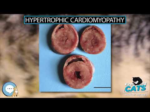 Hypertrophic cardiomyopathy 🐱🦁🐯 EVERYTHING CATS 🐯🦁🐱