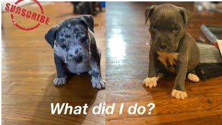 WAS THIS A MISTAKE? ( BLUE MERLE) AMERICAN BULLY