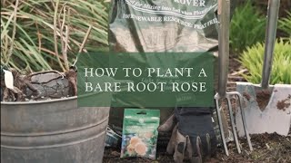 How to plant a bare root rose by David Austin Roses