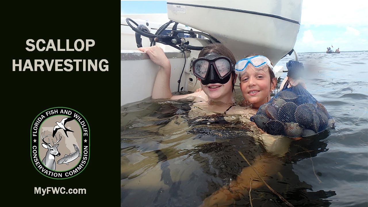 Florida bay scalloping how-to video