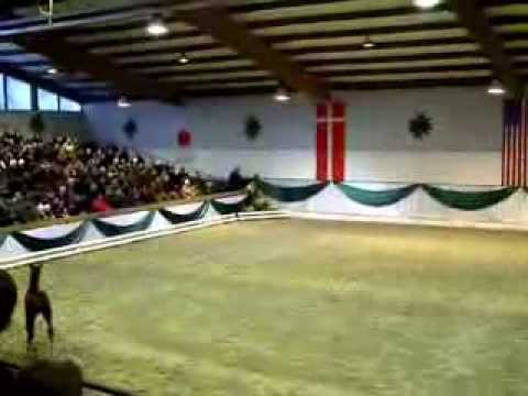 Fohlen von Quantensprung 2014