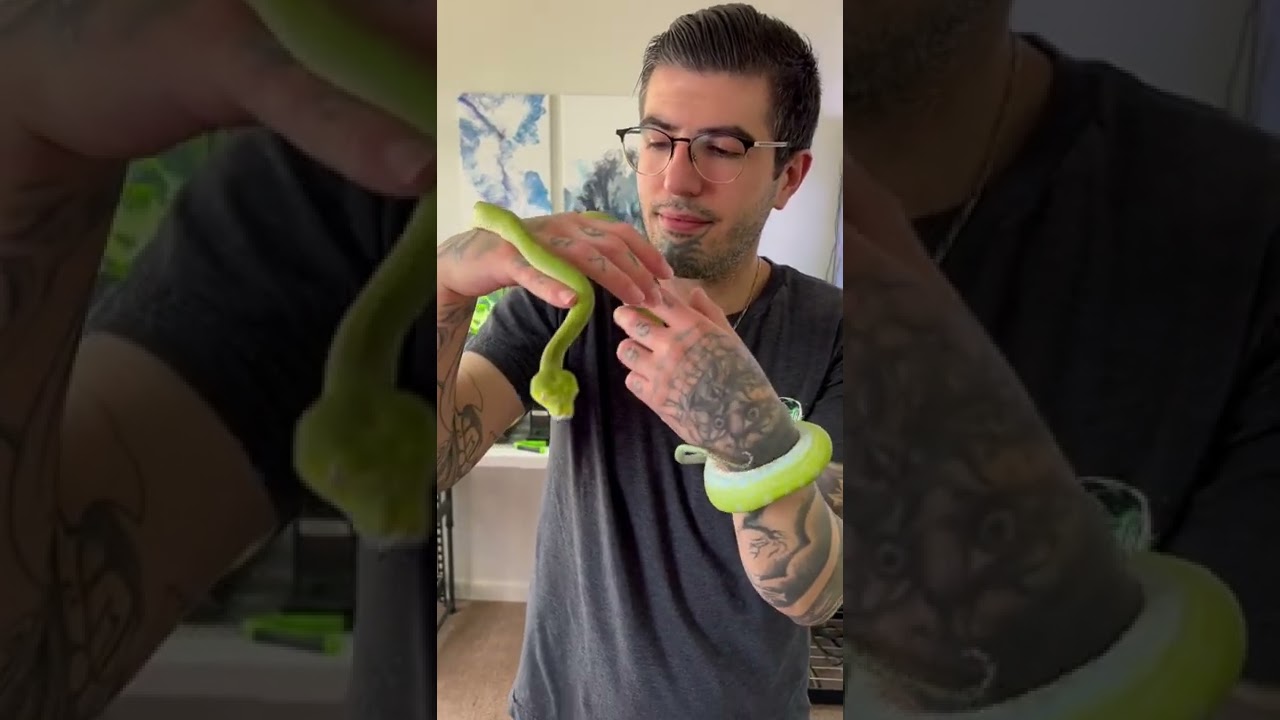 Stunning Green Tree Python 🐍 #snakes #reptiles #beautiful