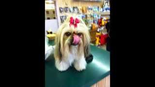 preview picture of video 'Paws Pet Grooming in Torrance, CA'