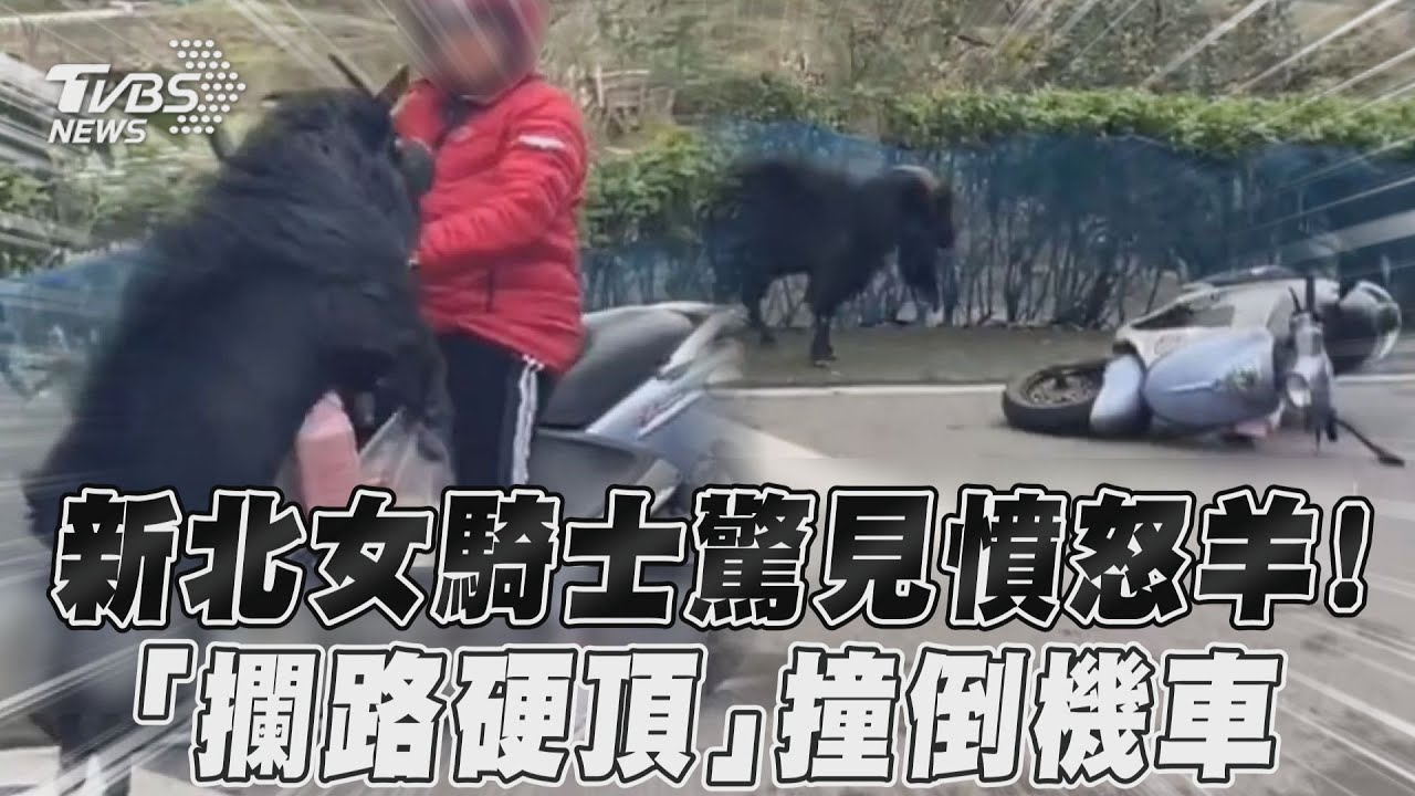 影音/新北女騎士驚見憤怒羊! 「攔路硬頂」撞倒機車