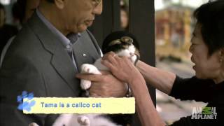 Stationmaster Cat | Must Love Cats