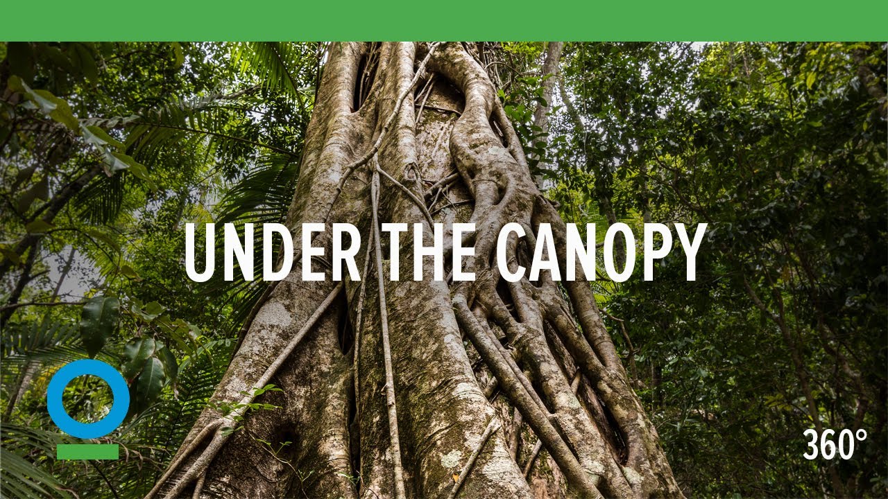 Under The Canopy (360 video) | Conservation International (CI) - YouTube