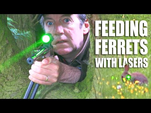 Feeding Ferrets with Lasers Feeding Ferrets with Lasers