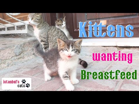 Kittens Wanting to Breastfeed - Kitten Meowing and Breastfeeding, a Really Enormous Moment